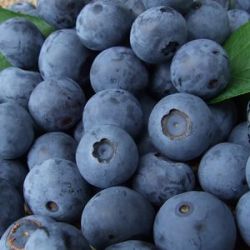 īŦ��¨��ȯ�������֥롼�٥꡼��100g�ѥå�x3