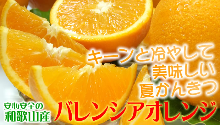 武内さんちのバレンシアオレンジ