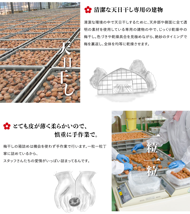 南高梅
