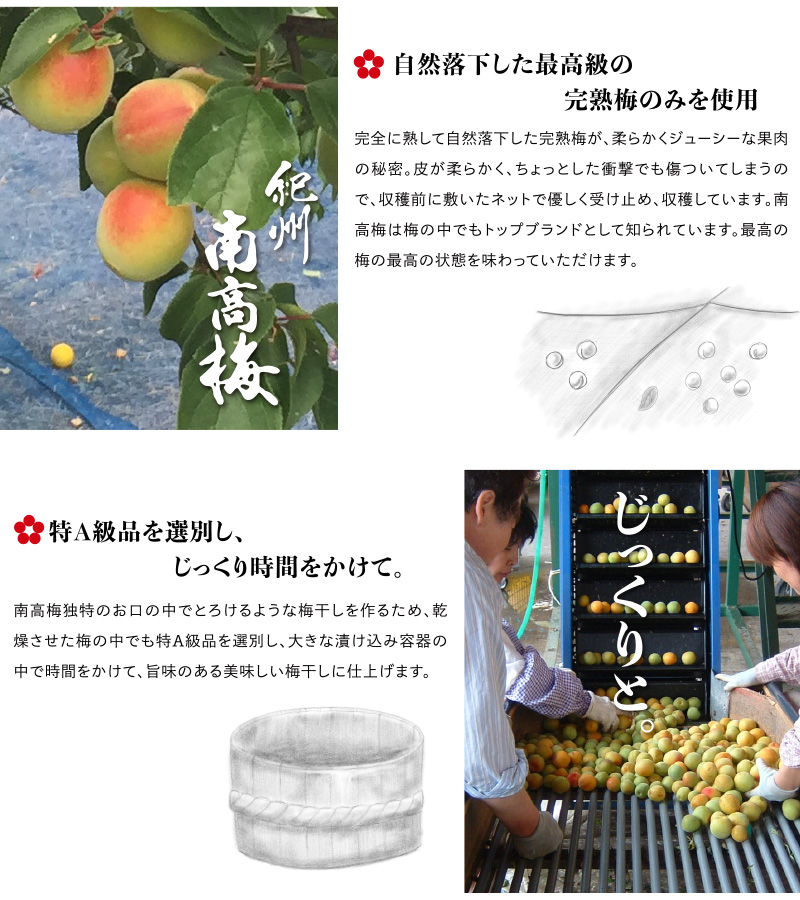 南高梅