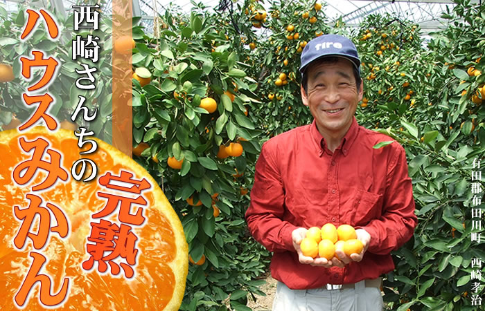 紀州和歌山「有田みかん」
